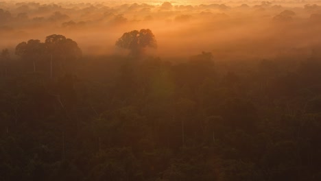 A-dramatic-shot-of-red-mist-fog-blanketing-the-tree-tops-of-a-tropical-rainforest-at-sunrise,-pan-up-shot