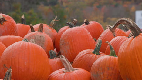 Gorgeous-closeup-of-a-pile-of-pumpkins-stacked-up