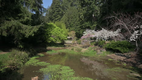 Jardín-Japonés-En-Primavera-Con-Flores-De-Cerezo-Blanco-En-El-Cerezo