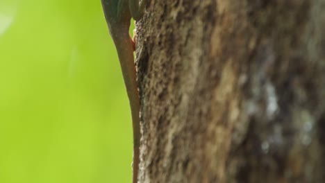 Vertical-Slider-Shot-revealing-a-Green-Anole-Lizard-backlit-from-tail-to-head-sitting-on-a-tree-bark