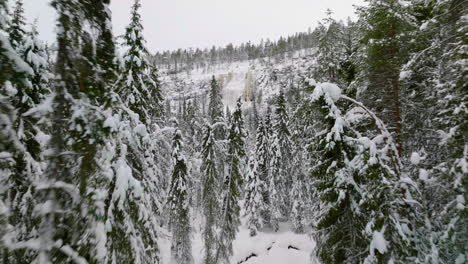 Schneebedeckte-Kiefern-Enthüllten-Die-Korouoma-schlucht-Und-Gefrorene-Wasserfälle-In-Lappland,-Finnland