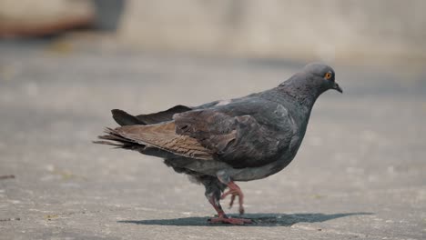 A-Pigeon-Walking-On-Stone-Pavement-On-A-Sunny-Day-With-Blurry-Background-Of-Passersby