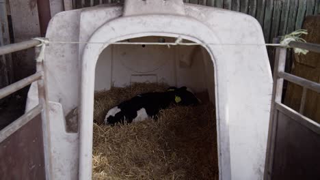 Black-calf-on-dairy-farm
