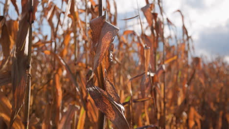 Stunning-closeup-of-corn-stalks-in-the-fall
