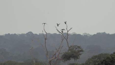 Several-birds-are-seen-in-the-distance-flying-back-and-forth-landing-on-top-of-a-tree-branch-in-a-tropical-rainforest-during-sunset