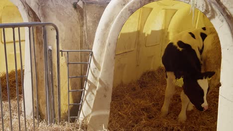 Livestock-industry.-calf-on-the-farm