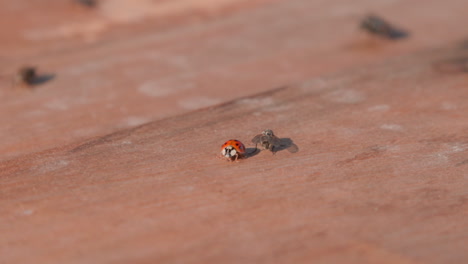 Macro-closeup-of-a-ladybug-and-a-fly