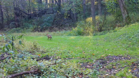 Red-fox-trotting-down-a-grassy-path-through-the-woods-in-early-autumn-in-central-Illinois