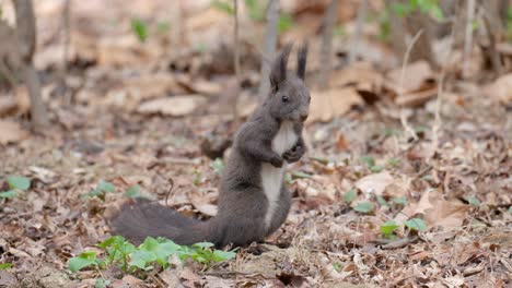 Cute-Eurasian-Gray-Squirrel-standing-on-hind-legs-on-ground-among-many-fallen-brown-leaves-in-the-spring-park
