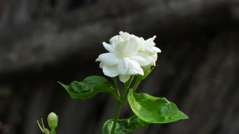 Beautiful--jasmin-flower--.mov-