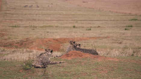 Three-cheetahs-lying-in-short-grass,-observing-savannah-territory