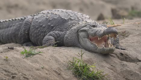 Einige-Muggar-Krokodile-Liegen-An-Einem-Flussufer-Im-Chitwan-Nationalpark