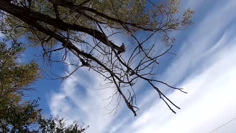 Looking-up-at-a-pigeon-perched-on-a-tree-branch-on-a-sunny-day-with-clouds-in-the-sky-filmed-in-Alberta-Canada