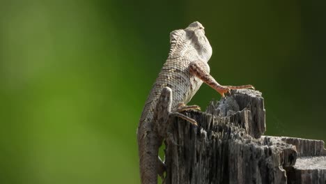 lizard-waiting-for-food-in-tree-
