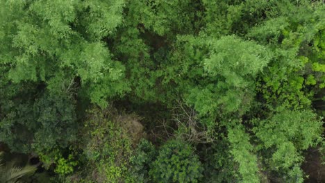 Aerial-or-top-view-of-deep-green-forest-or-jungle