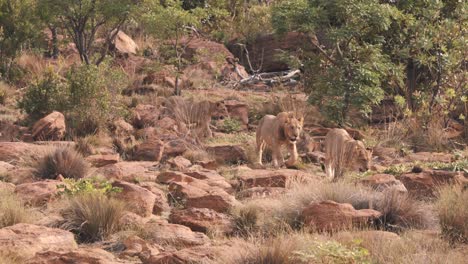 Pride-of-three-lions-prowling-rocky-hillside-in-african-savannah