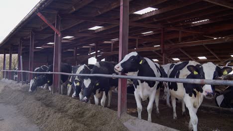 Cows-at-the-Milk-Production-Factory