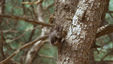 Eurasian-Gray-Squirrel-or-Abert's-squirrel-on-pine-tree