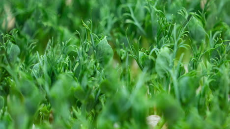 Mikrogrüne-Erbsenpflanzensprossen-Wachsen-Im-Zeitraffer