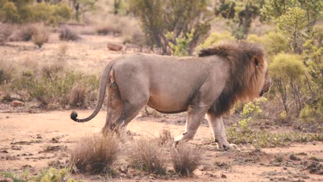 Lion-walking-gracefully-in-african-savannah-bushland,-slow-motion