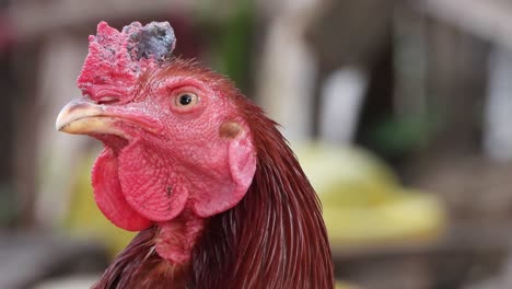 Beautiful-hen-chicken-male-in-home-