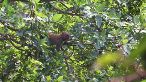 Dos-Monos-Traviesos-Comiendo-Y-Jugando-En-Las-Ramas-De-Un-Bosque