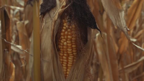 Cinematic-close-up-view-of-corncob-in-the-field