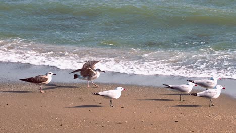 Flock-of-Audouin’s-Gull-at-the-beach