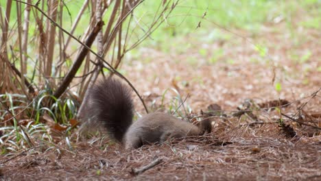 Eurasisches-Graues-Eichhörnchen,-Das-Im-Frühlingswald-Nach-Nahrung-Sucht