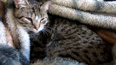 Süße-Tabby-Katze,-Die-Zu-Hause-Unter-Einer-Decke-Auf-Der-Couch-Ein-Nickerchen-Macht
