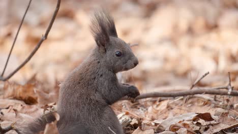 Koreanisches-Eichhörnchen,-Das-Nussrückansicht-Isst---Kopf-Drehen,-Herbstpark