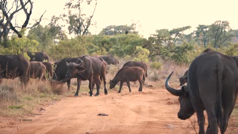 Weidende-Herde-Afrikanischer-Büffel,-Die-über-Die-Schotterstraße-Der-Savanne-Laufen