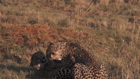 Zwei-Geparden,-Die-In-Der-Abenddämmerung-Im-Afrikanischen-Savannengras-Zusammen-Spielen