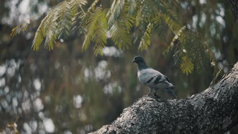 Perching-Pigeon-On-A-Tree-Then-Fly-Away-Against-Bokeh-Background