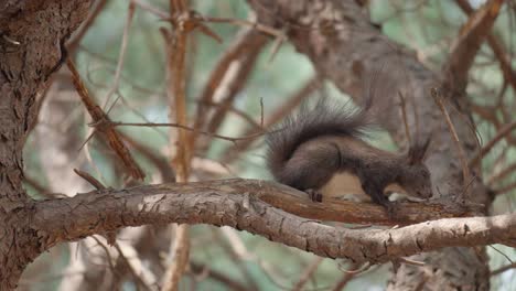 Eurasisches-Graues-Eichhörnchen-Sitzt-Auf-Dem-Kiefernzweig-Und-Isst-Tagsüber-In-Einem-Wald-In-Seoul-Eine-Nuss