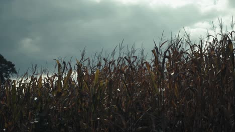 Slow-panning-steadicam-shot-of-a-cornfield-on-a-stormy-day