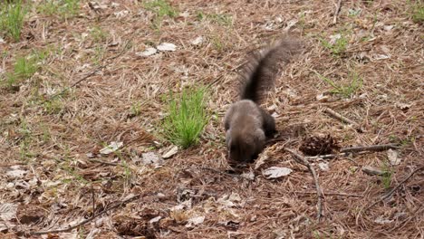 Playful-Eurasian-Gray-Squirrel-digging-nuts-under-pine-needles-on-the-ground