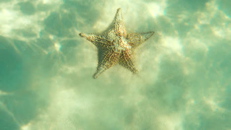 Red-cushion-sea-star-on-shimmering-seafloor-covered-with-sand