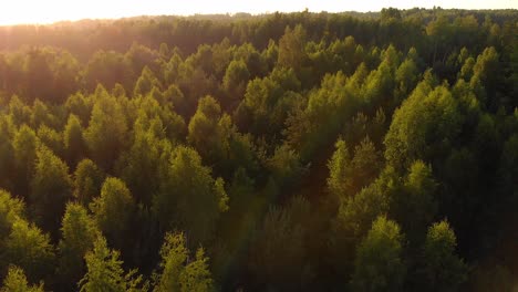 Flying-close-up-to-tree-tops-in-forestry-landscape,-low-altitude-shot