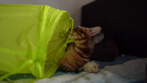 Schöne-Tabby-Katze,-Die-Mit-Einem-Spielzeug-Spielt,-Während-Sie-Auf-Einem-Bett-Liegt,-Natürliches-Licht