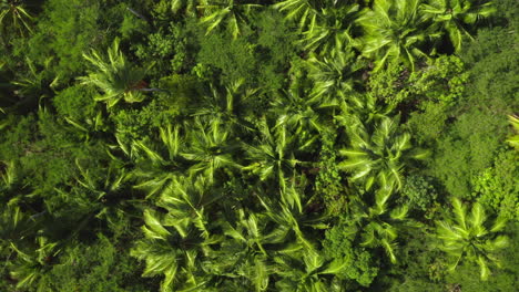 Overhead-view-of-lush-palm-tree-canopy-in-tropical-rainforest-jungle