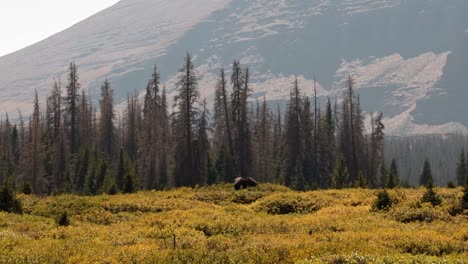 A-large-female-moose-grazing-on-a-large-green-bush-in-slow-motion-up-near-the-Lower-Red-Castle-Lake-in-the-High-Uinta-National-Forest-between-Utah-and-Wyoming-on-a-backpacking-hike-on-an-autumn-day