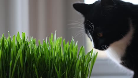 Cute-black-and-white-cat-licking-her-nose-and-sniffing-fresh-cat-grass-at-home