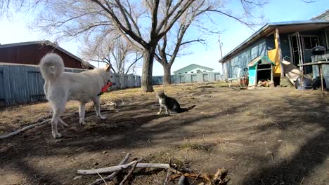 SLOW-MOTION---Big-husky-dog-playing-with-a-small-tabby-cat-in-the-backyard-on-a-country-home-on-a-sunny-day