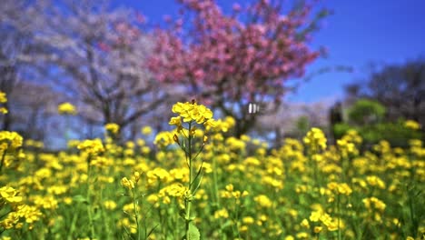 Gelbe-Blumen-Im-Vordergrund-Mit-Schönem-Rosa-Sakura-Baum-Im-Verschwommenen-Hintergrund