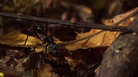 Eine-Einzelne-Ameise-Läuft-Auf-Dem-Regenwaldboden,-Der-Mit-Toten-Und-Verrottenden-Blättern-übersät-Ist,-Tastend-Und-Suchend