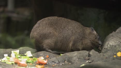 Ganzaufnahme-Eines-Klippschliefers,-Der-Gemüse-Im-Zoo-Von-Singapur-Isst