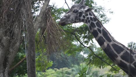 Giraffe-Feeding-From-Trees-In-Singapore-Zoo---close-up