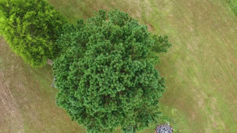 Top-View-Of-Greenery-Pine-Tree-On-Verdant-Landscape-At-Countryside-In-Summer