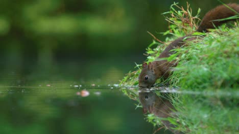 Eichhörnchen-Trinkwasser-Aus-Einem-Natürlichen-See-In-Der-Wildnis
